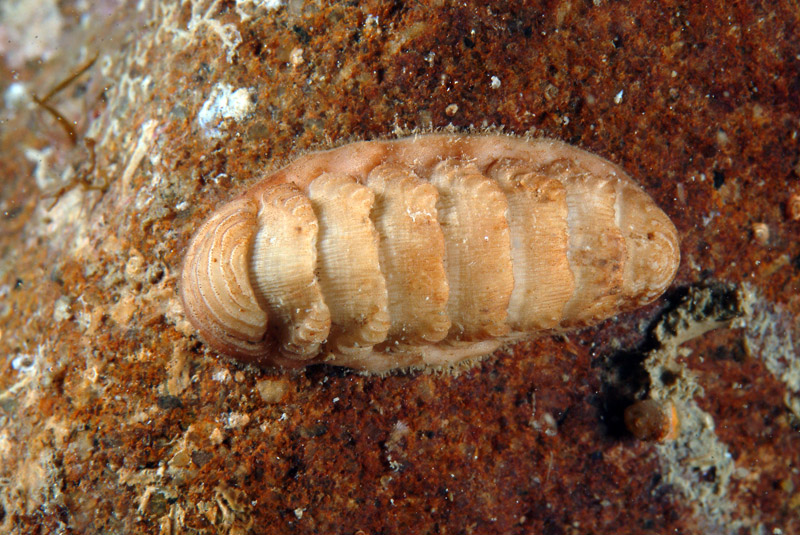 Lepidopleurus cajetanus